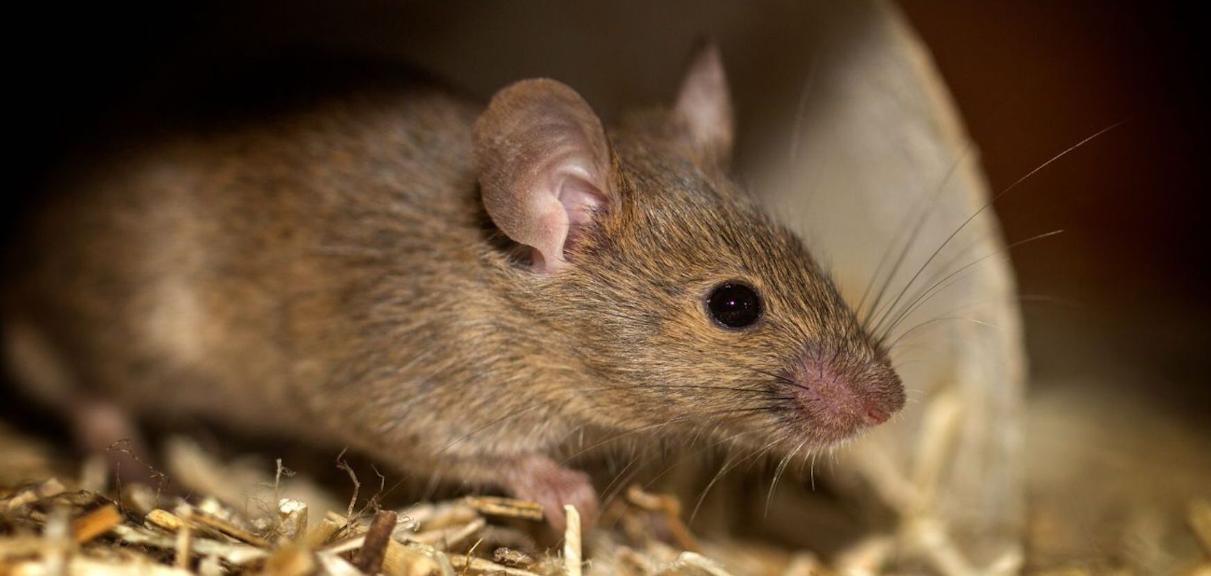 Muis in pijp met stro
