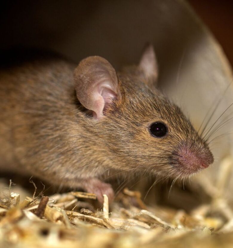 Muis in pijp met stro