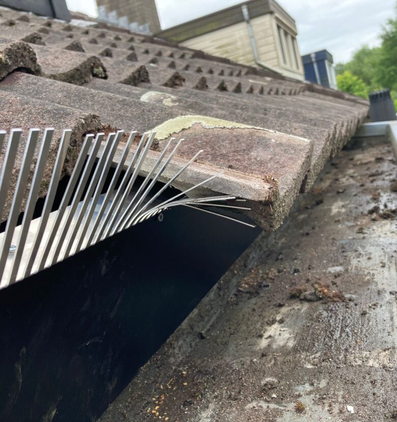 Steenmarter wering overlast oplossen